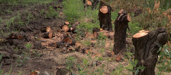 Садоводы района Каушаны выкорчевывают персиковые сады - Sputnik Молдова