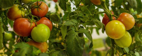 Помидоры - Sputnik Moldova