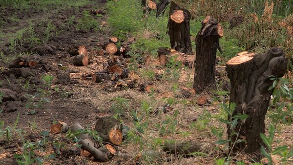 Срубленные деревья, архивное фото.  - Sputnik Молдова