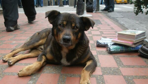 Бездомная собака - Sputnik Moldova-România