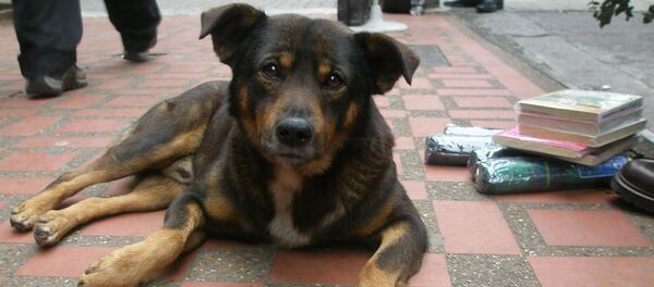 Бездомная собака - Sputnik Молдова