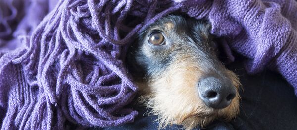 Собака - Sputnik Молдова