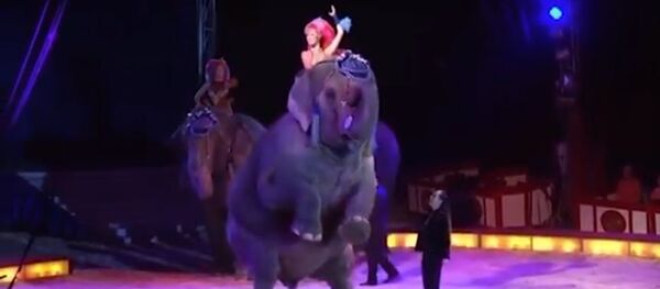 Слониха упала на зрителей во время выступления в цирке - Sputnik Молдова