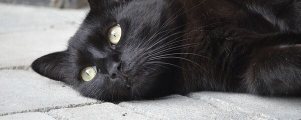 Черный кот Черный кот - Sputnik Moldova-România