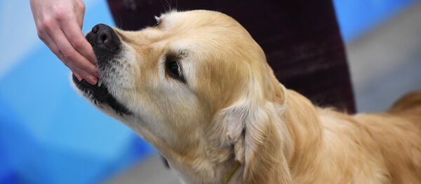 Un golden retriever - Sputnik Молдова