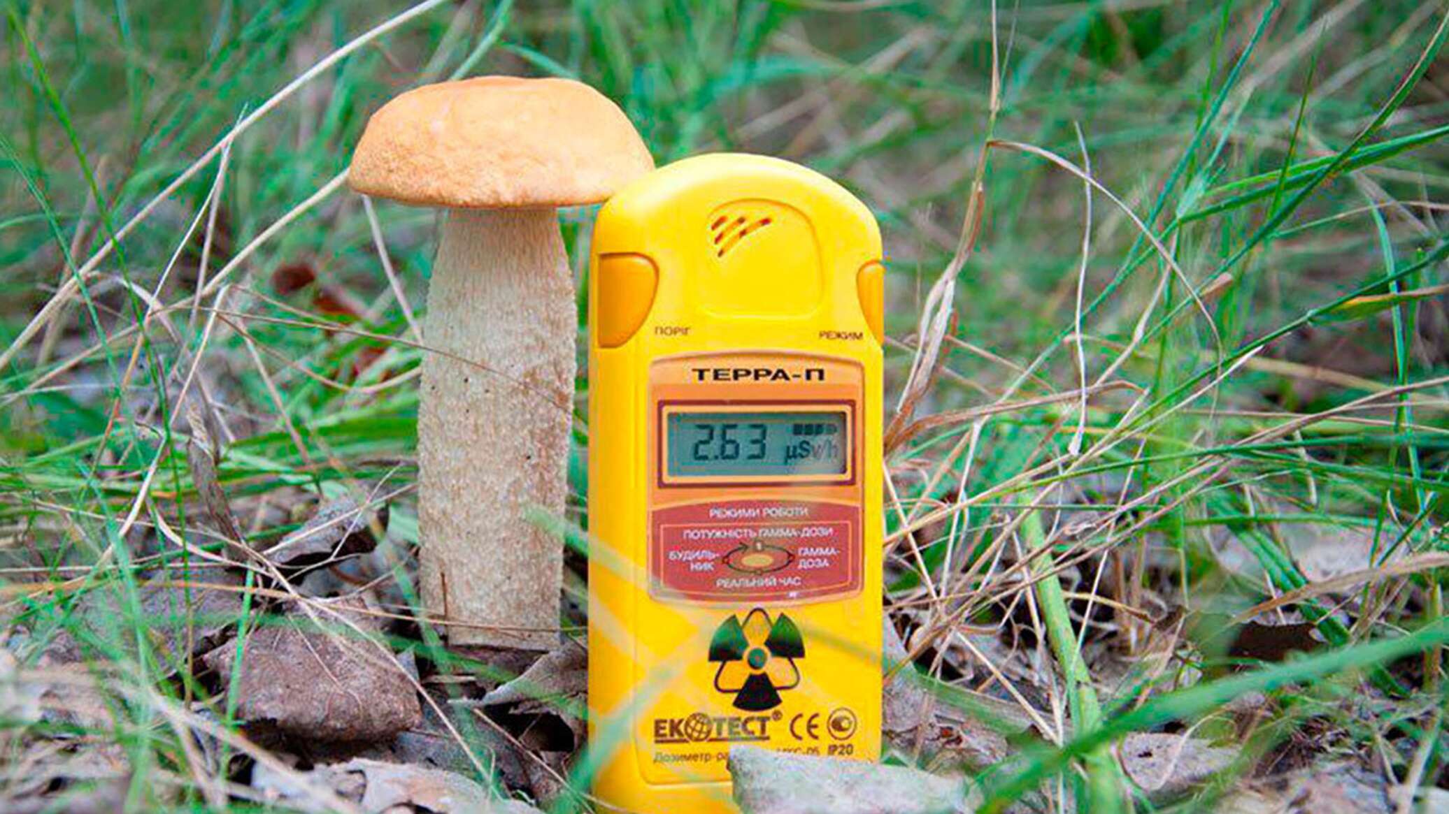 Грибы радиация. Чернобыль мутация грибы. Грибы на Чернобыльской АЭС. Радиоактивные грибы в Чернобыле. Грибы и радиация.