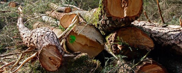 Logging - Sputnik Moldova-România