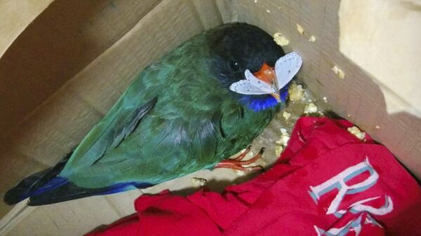 Спасенный восточный широкорот в национальном парке Земля леопарда Спасенный восточный широкорот в национальном парке Земля леопарда - Sputnik Молдова