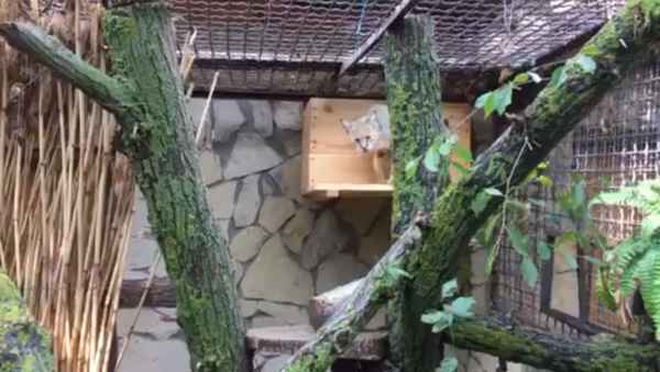 Необычная кошечка появилась в зоопарке Кишинева - Sputnik Молдова