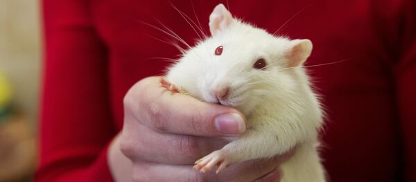 Șobolan alb - Sputnik Moldova