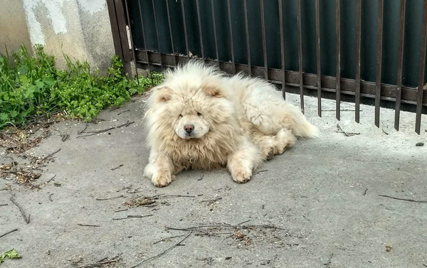 Un câine leu în Chișinău Un câine leu în Chișinău - Sputnik Молдова