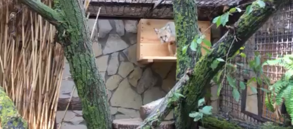 Pisică Sălbatică - Grădina Zoologică din Chișinău - Sputnik Moldova