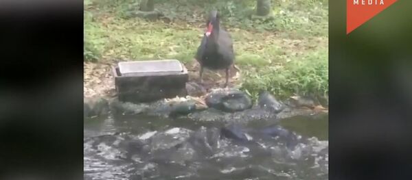 Черный лебедь в зоопарке кормит рыбок сухим кормом - Sputnik Молдова