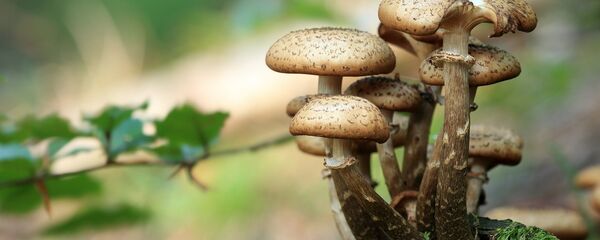 Грибы - Sputnik Молдова