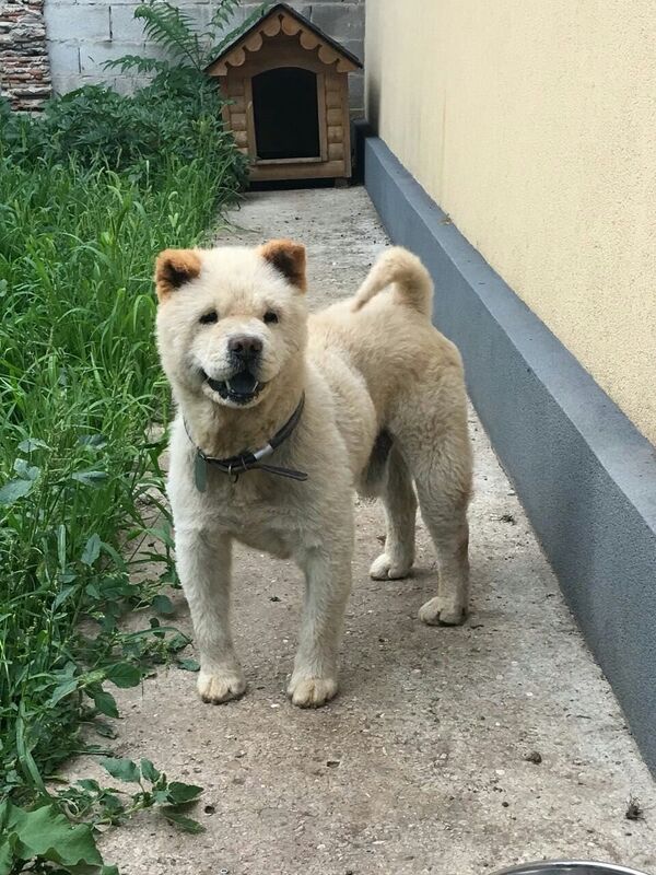 Хозяин Чапи Александр прислал фото в редакцию - Sputnik Молдова