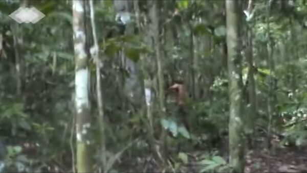 Un bărbat în vârstă de 50 de ani trăieşte singur în Pădurea Amazoniană de 22 de ani - Sputnik Moldova