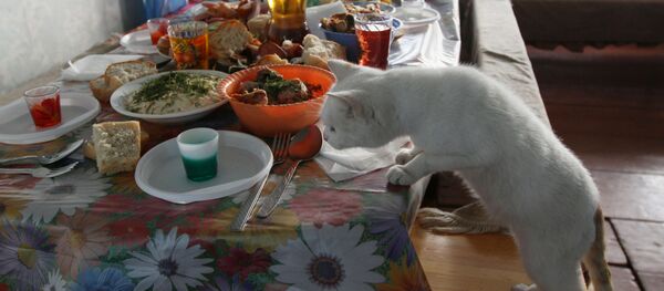 Кошка лезет на стол во время подготовки к застолью - Sputnik Молдова