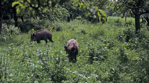 Mistreți - Sputnik Moldova