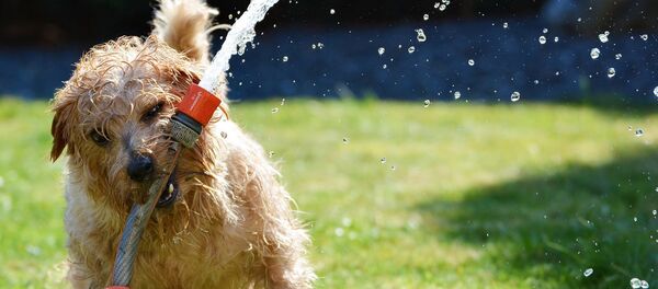 Собака - Sputnik Moldova