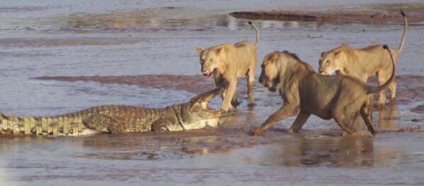 Trei lei și un crocodil - Sputnik Moldova
