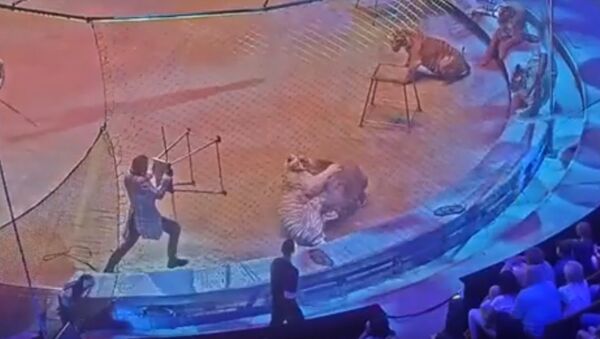 Аскольд Запашный вынужден был сделать выстрел из за драки тигра со львом - Sputnik Молдова