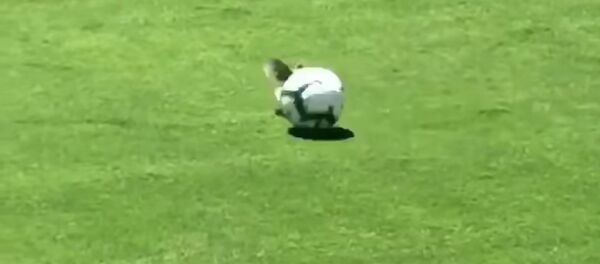 Пернатый гость не пережил удара мячом - Sputnik Молдова