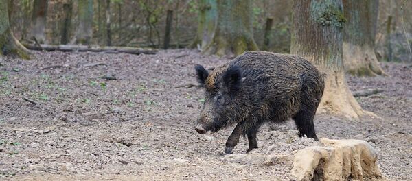Wild boar - Sputnik Moldova-România