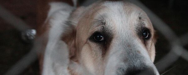 Приют для собак  - Sputnik Молдова