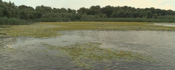 Заповедник Нижний Прут - Sputnik Молдова