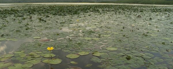Заповедник Нижний Прут - Sputnik Moldova