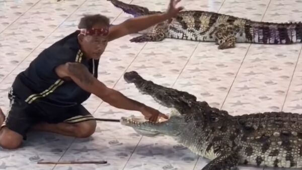 Нападение крокодила на дрессировщика в Таиланде попало на видео - Sputnik Молдова