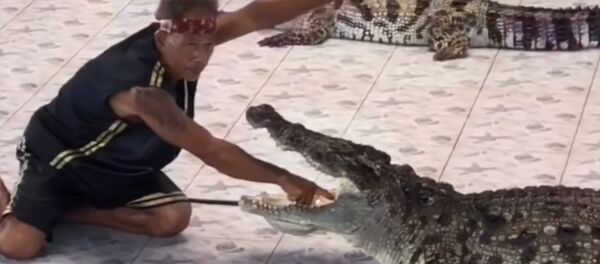 Нападение крокодила на дрессировщика в Таиланде попало на видео - Sputnik Молдова