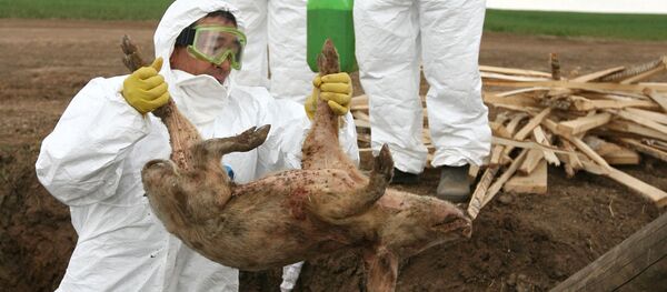 Учения по профилактике свиного гриппа в Татарстане - Sputnik Молдова