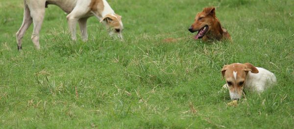 Câini - Sputnik Moldova