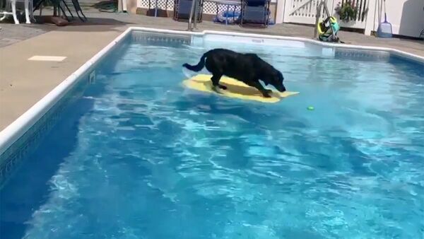 Собака прыгает в бассейн на плавательную доску за мячиком - Sputnik Молдова