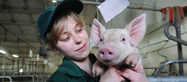 Fermă de porcine - Sputnik Moldova-România