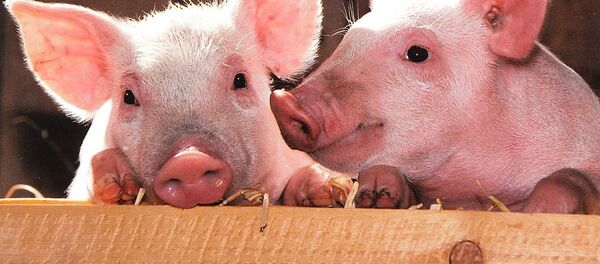 Свиньи - Sputnik Moldova-România