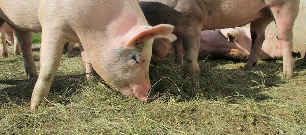 Свиньи Свиньи - Sputnik Moldova