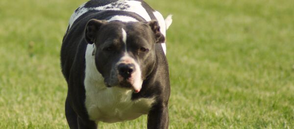 Американский питбультерьер - Sputnik Молдова