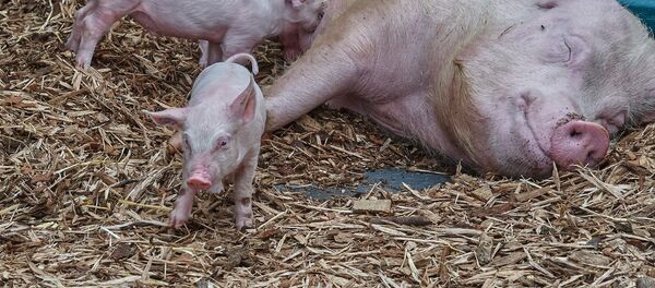 Свиньи - Sputnik Moldova-România