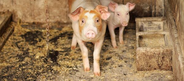 Свиньи Свиньи - Sputnik Молдова