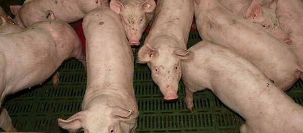 Свиньи - Sputnik Moldova