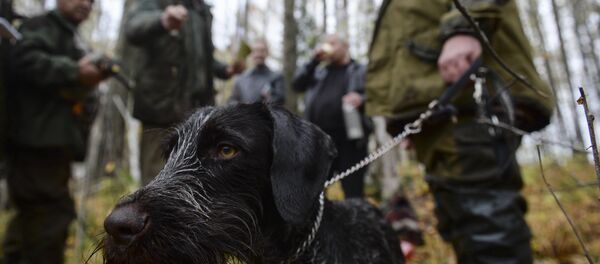 Комплексные состязания подружейных собак памяти Р.Калашникова, vânători - Sputnik Moldova