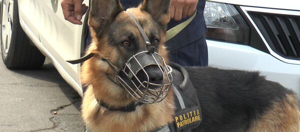 Служебная собака - Sputnik Moldova