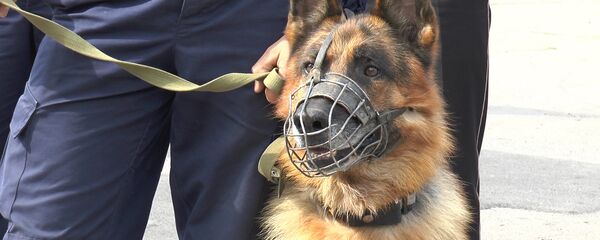 Служебная собака - Sputnik Молдова