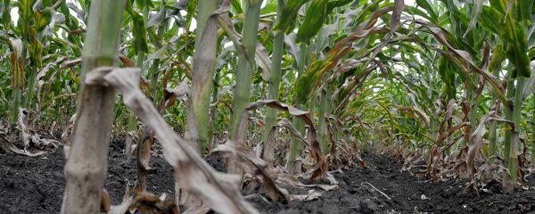 Засыхающие посевы кукурузы - Sputnik Молдова