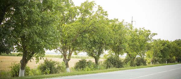 Дорога - Sputnik Moldova