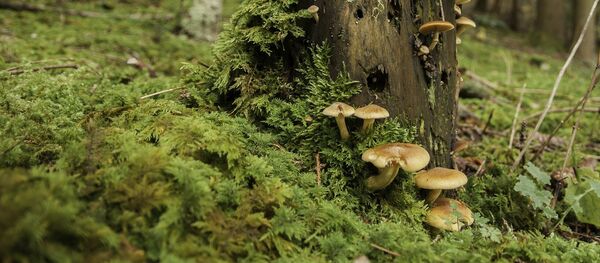 Грибы - Sputnik Moldova