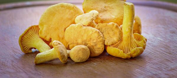 Грибы - Sputnik Молдова