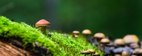 Грибы Грибы - Sputnik Молдова